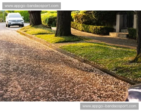 烈日灼心与翡翠梦境：当菲尼克斯的火，撞上西雅图的雨